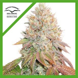 BANANA BLAZE AUTO X3-DUTCH PASSION